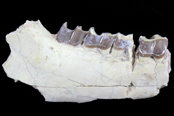 Hyracodon (Running Rhino) Jaw Section - South Dakota #81569
